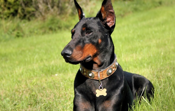 Черный доберман в лесу