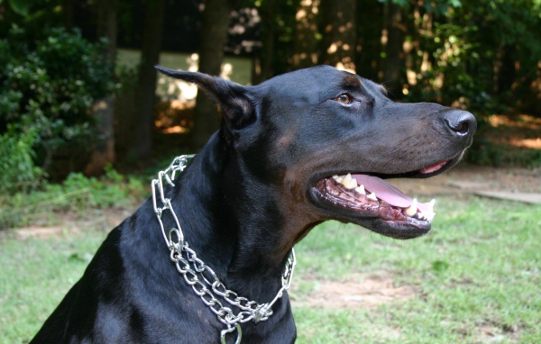 Черный доберман с металлической цепью