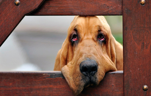 Бладхаунд загрустил