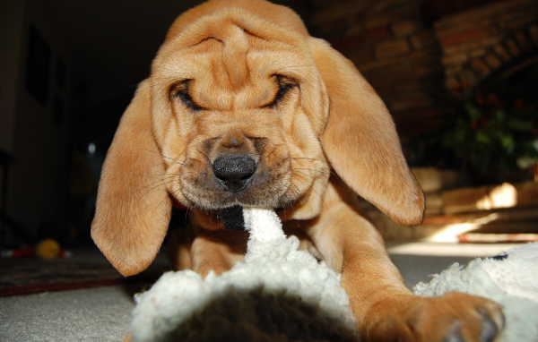 Щенок бладхаунда что-то грызёт