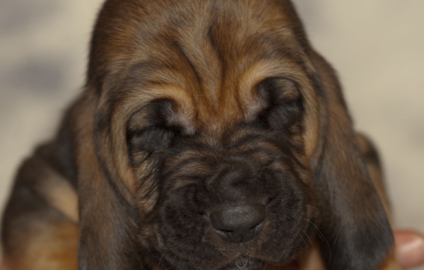 Щенок бладхаунда сладко уснул