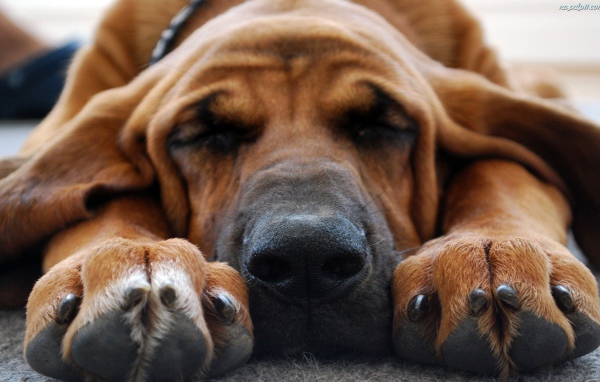 Bloodhound watching tenth dream