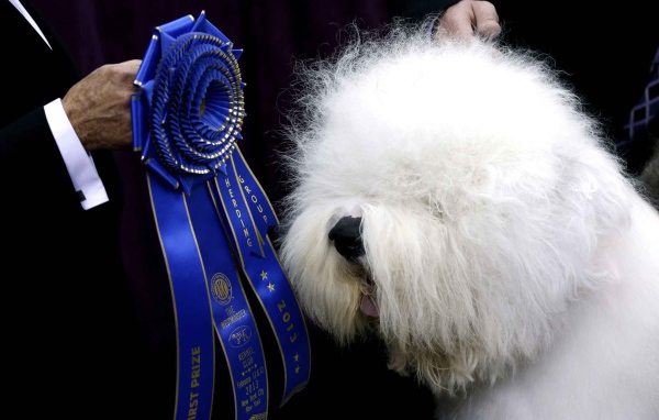 Собака породы бобтейл и её награда