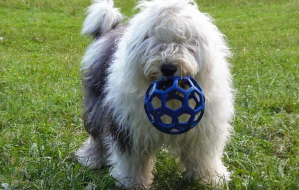 Собака породы бобтейл с игрушкой