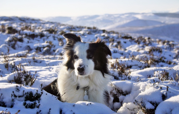 Бордер-колли замёрзла