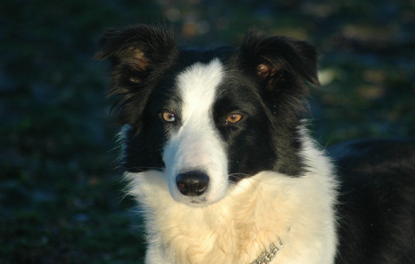 Бордер-колли на тёмном фоне