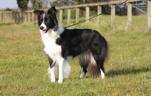 Бордер-колли на поводке