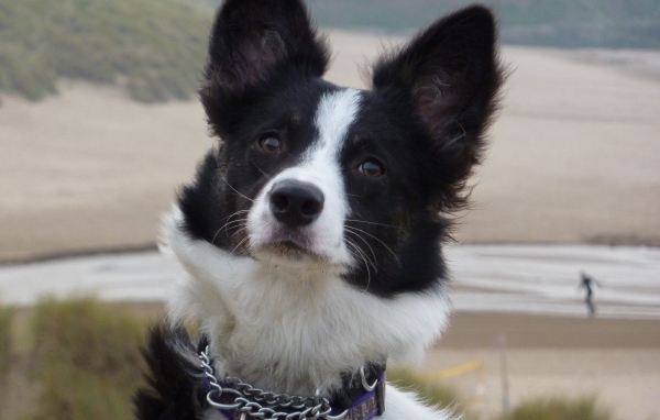 Бордер-колли на фоне пляжа