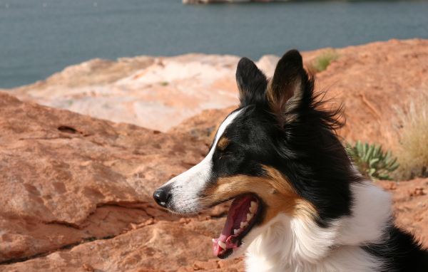Бордер-колли на фоне озера