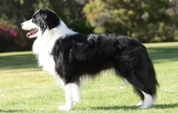 Бордер-колли на лужайке