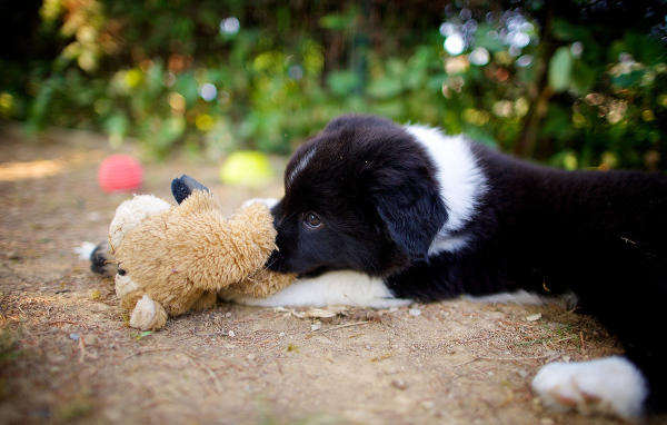 Щенок бордер-колли лежит с игрушкой