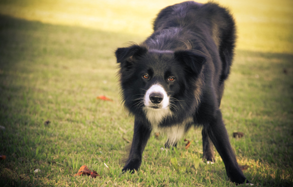 Бордер-колли что-то увидела