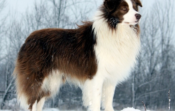 Бордер-колли стоит на сугробе