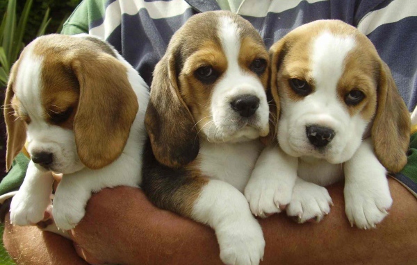 Букет из собак породы бигль