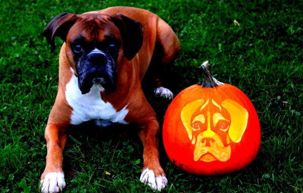 Боксёр и тыква