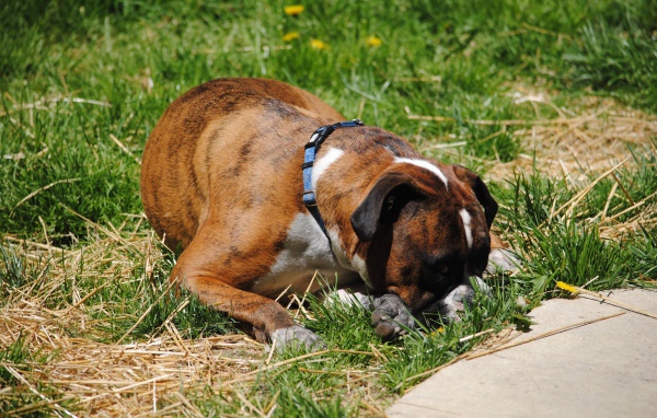 Боксёр в печали