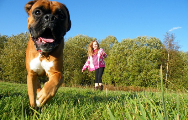 Боксёр убегает от ребёнка