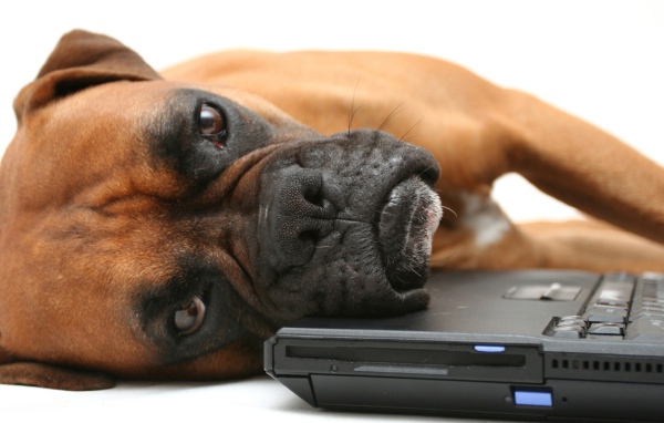 Боксёр положил голову на компьютер