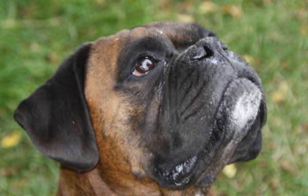 Боксёр смотрит вверх