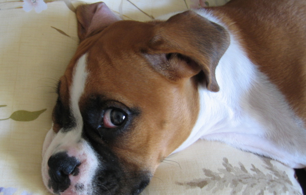 Боксёр смотрит одним глазом на фотографа