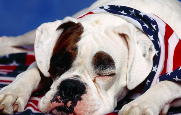 Боксёр патриот