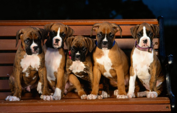 Щенки боксёра на скамейке