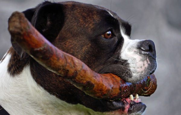 Боксёр с палкой в зубах