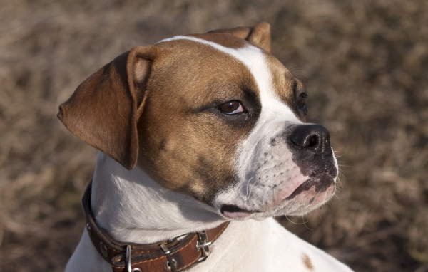 Боксёр с безразличным взглядом