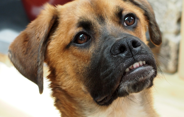 Боксёр с смешной мордой