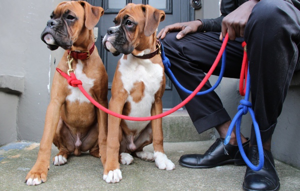 Братья боксёры и их хозяин