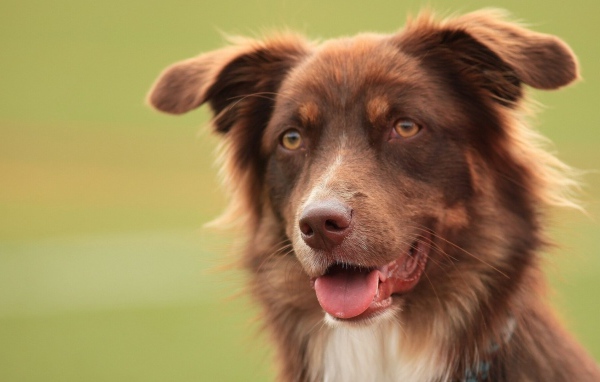 Коричневая австралийская овчарка засмотрелась