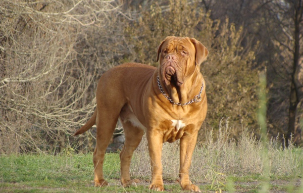 Коричневый Бордоский дог в лесу