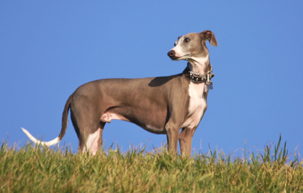 Коричневый Грейхаунд на горе