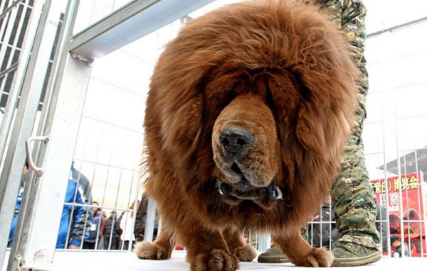 Коричневый Тибетский мастиф