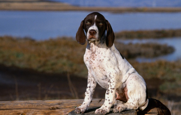 Маленький щенок Пойнтера