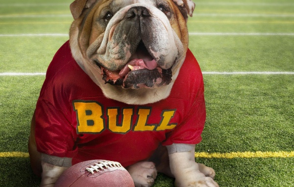 Бульдог в спортивной одежде