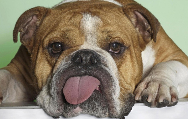 Бульдог показывает язык