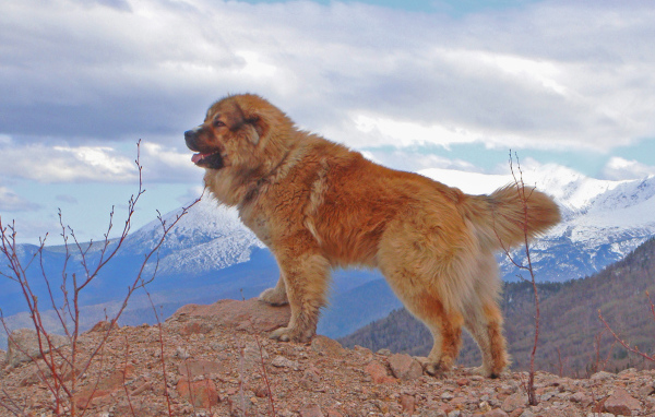 Кавказская овчарка в горах