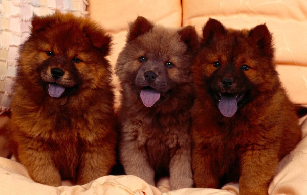 Щенки Кавказской овчарки