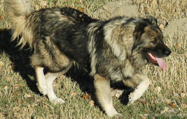 Кавказская овчарка на прогулке
