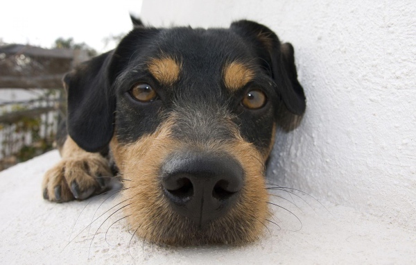 Веселая собачка