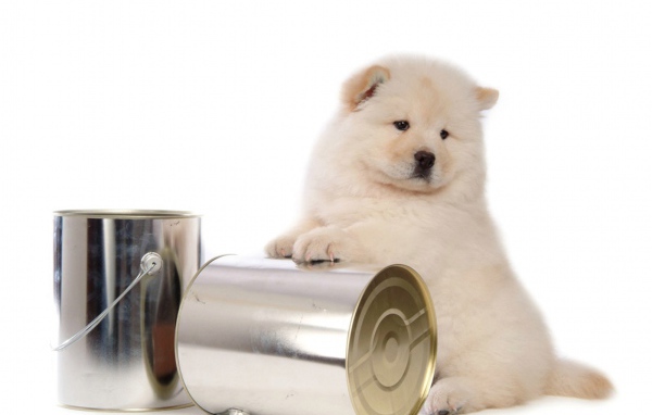 Чау-чау и банки