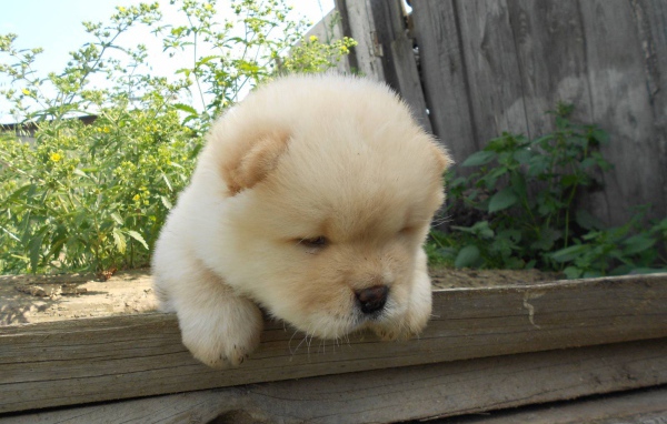 Чау-чау выглядит усталой