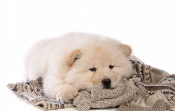 Чау-чау лежит на свитере