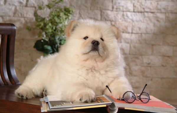 Чау-чау читает книгу