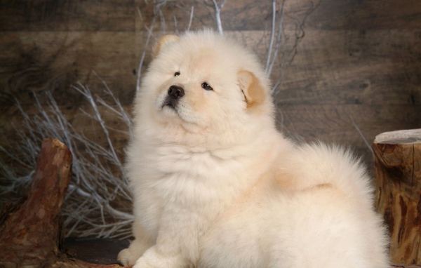 Чау-чау позирует для картины