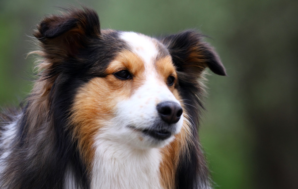 Милая собака породы шелти