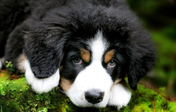 Cute puppy Bernese Mountain dog
