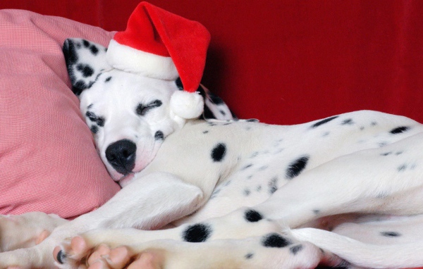 Далматин в Рождество