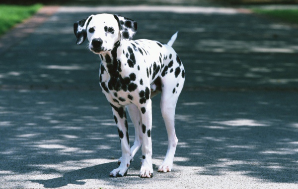 Далматин на дороге